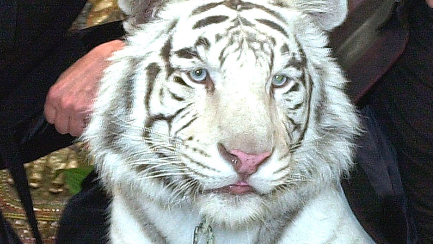 Tiger That Injured Roy Of Siegfried Amp Roy Dies