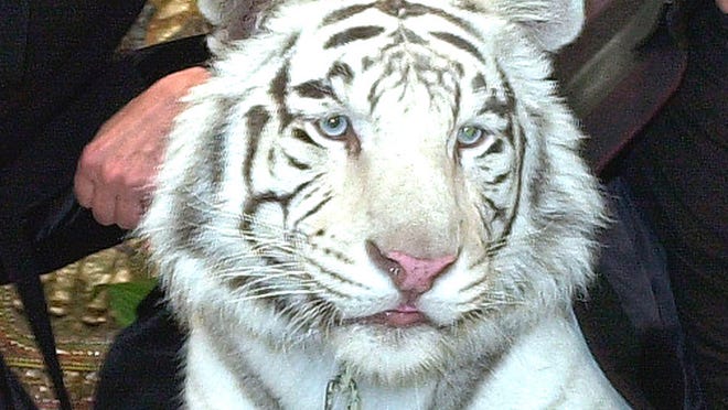 Tiger That Injured Roy Of Siegfried Roy Dies