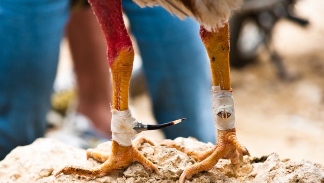An example of the prosthetic spurs placed on roosters for cockfighting.