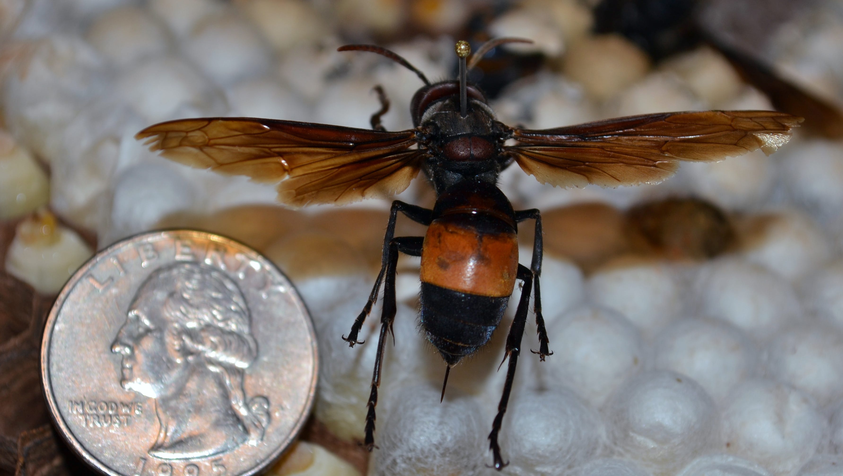 Invasive wasp species found on island