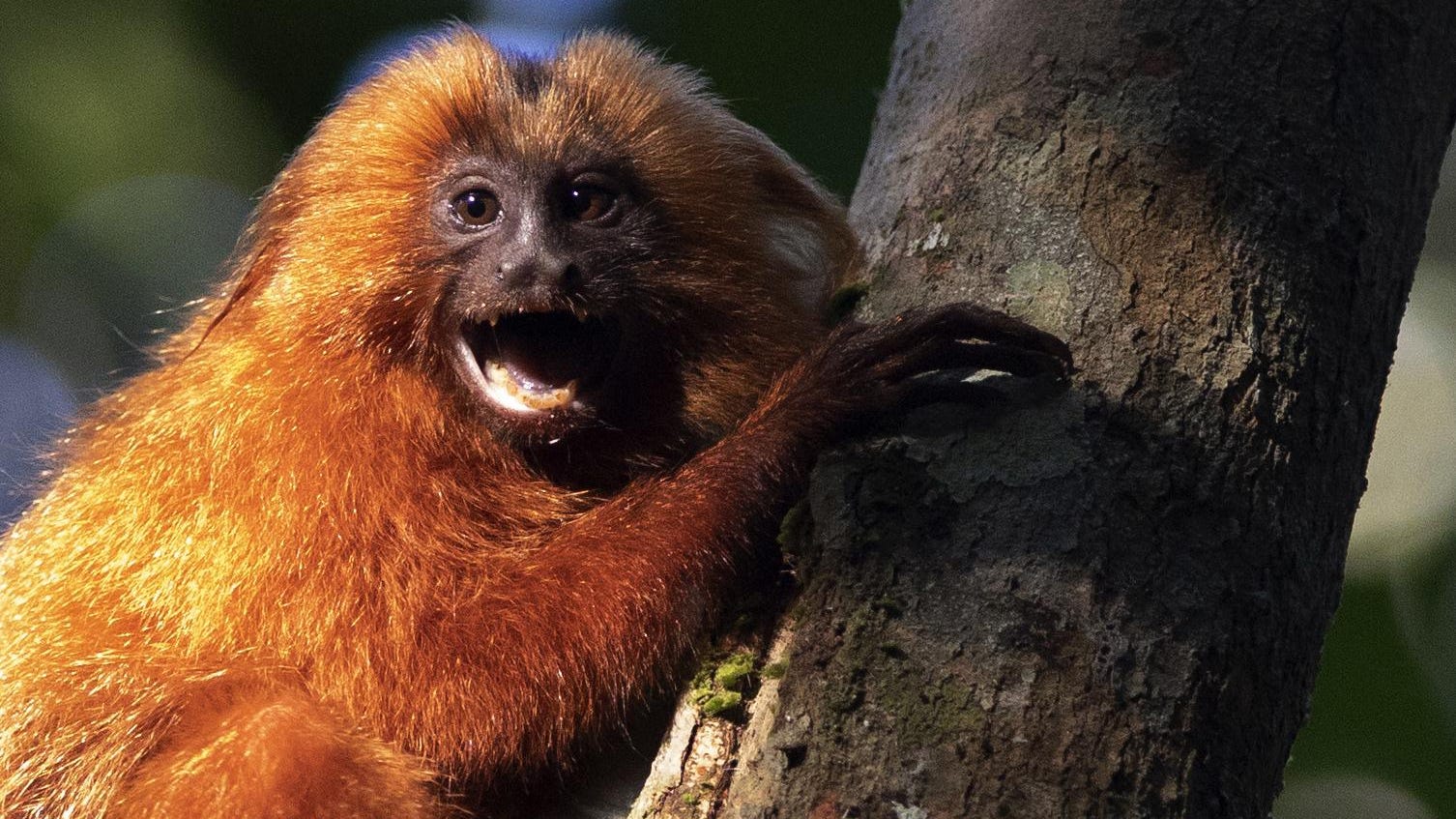 Endangered Brazilian monkeys get a bridge to themselves Endangered Brazilian monkeys get a bridge to themselves