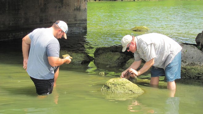 Lake Austin is now classified as positive for invasive zebra mussels after biologists discovered them in the reservoir last week.