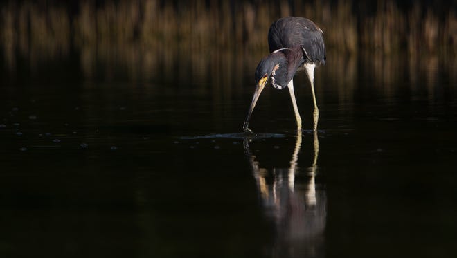 A tri-colored heron stalks it's prey in a tidal pool on Lover's Key. The pool of water abuts the Estero Bay Aquatic Preserve which celebrating 50 years.  