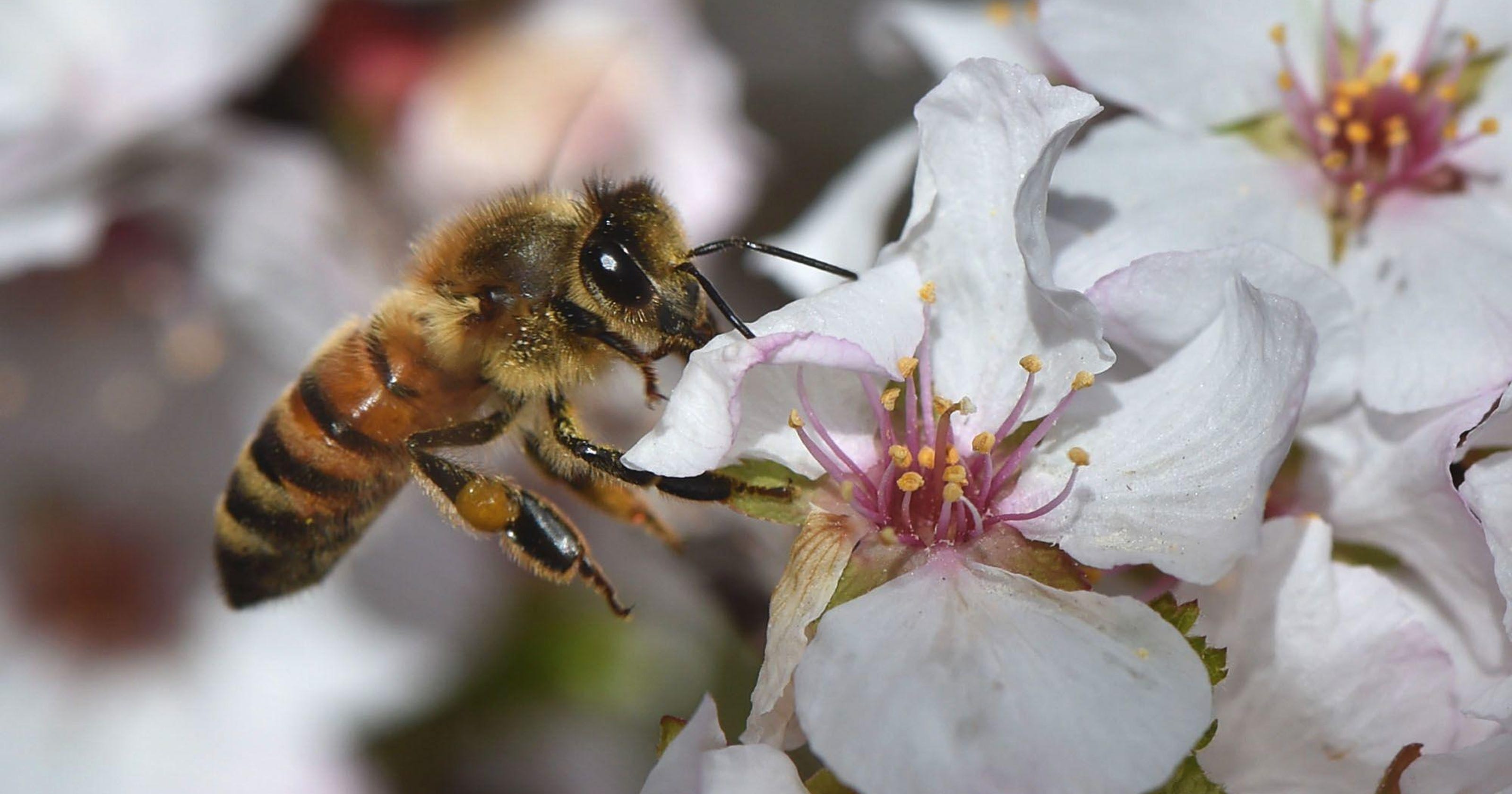 What S Killing Our Bees A Four Pronged Storm But Here S