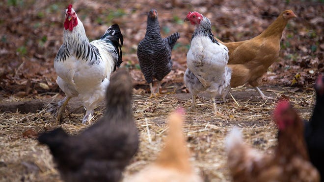 Should chickens be allowed to roam Battle Creek backyards?