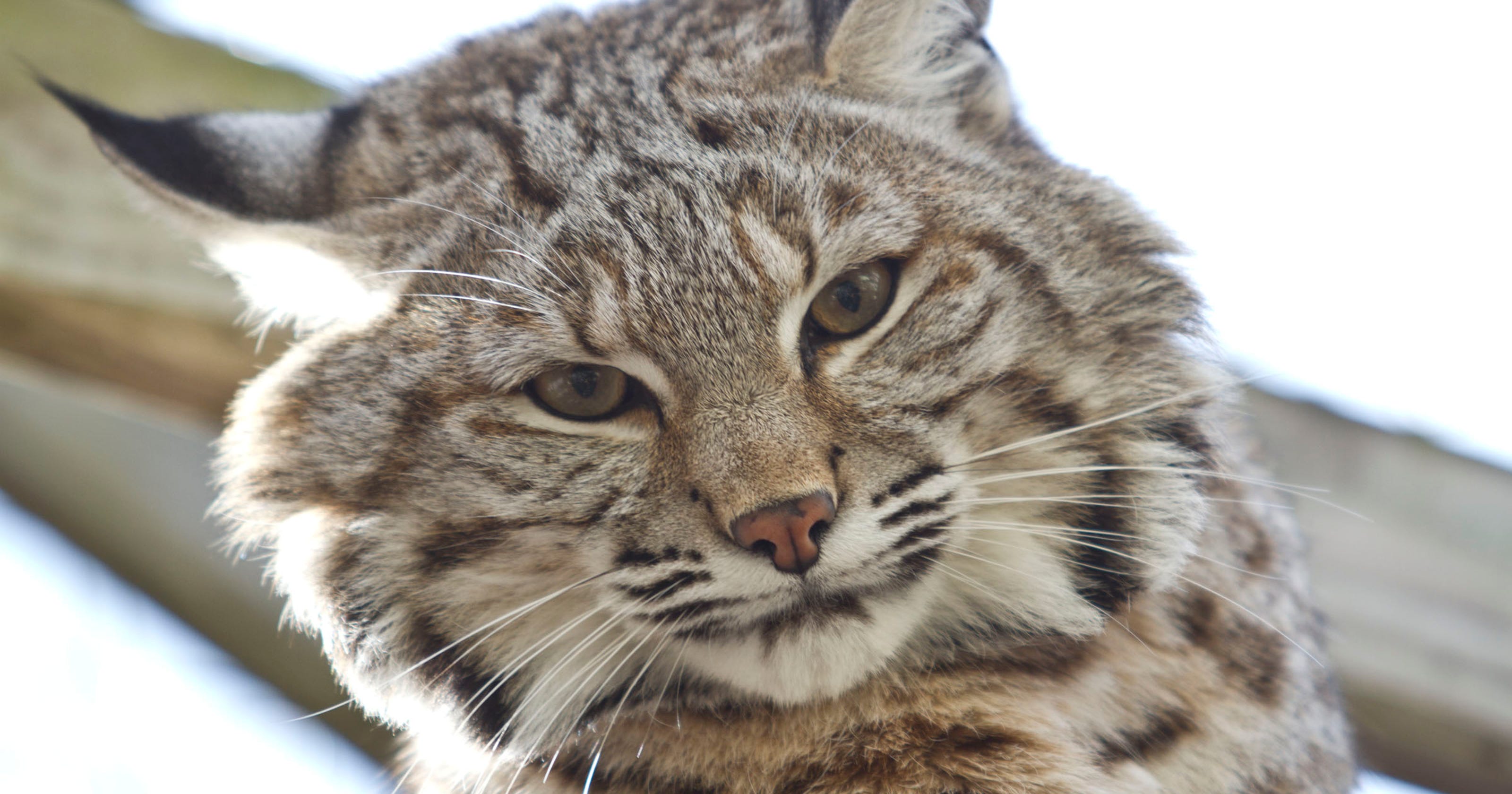Abused, unwanted animals find haven at Popcorn Park Zoo