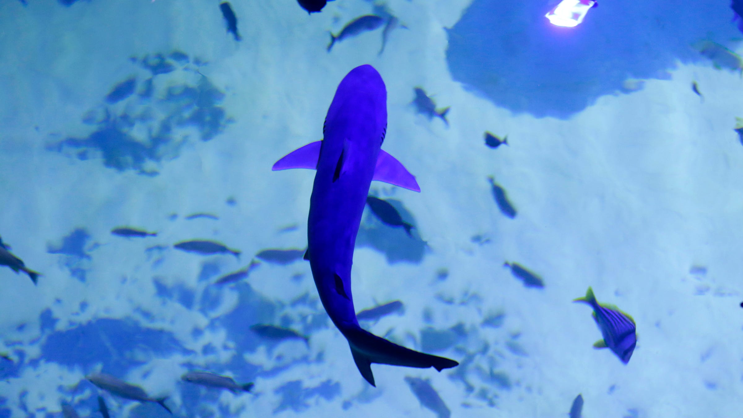 adventure aquarium shark bridge dare to cross logo