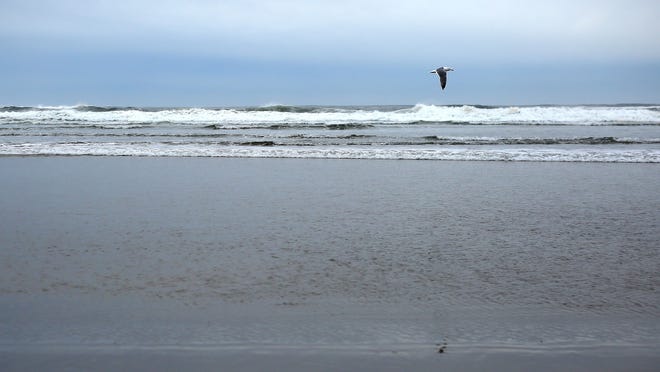 A seagull flies along the coast at South Beach State Park near Newport.