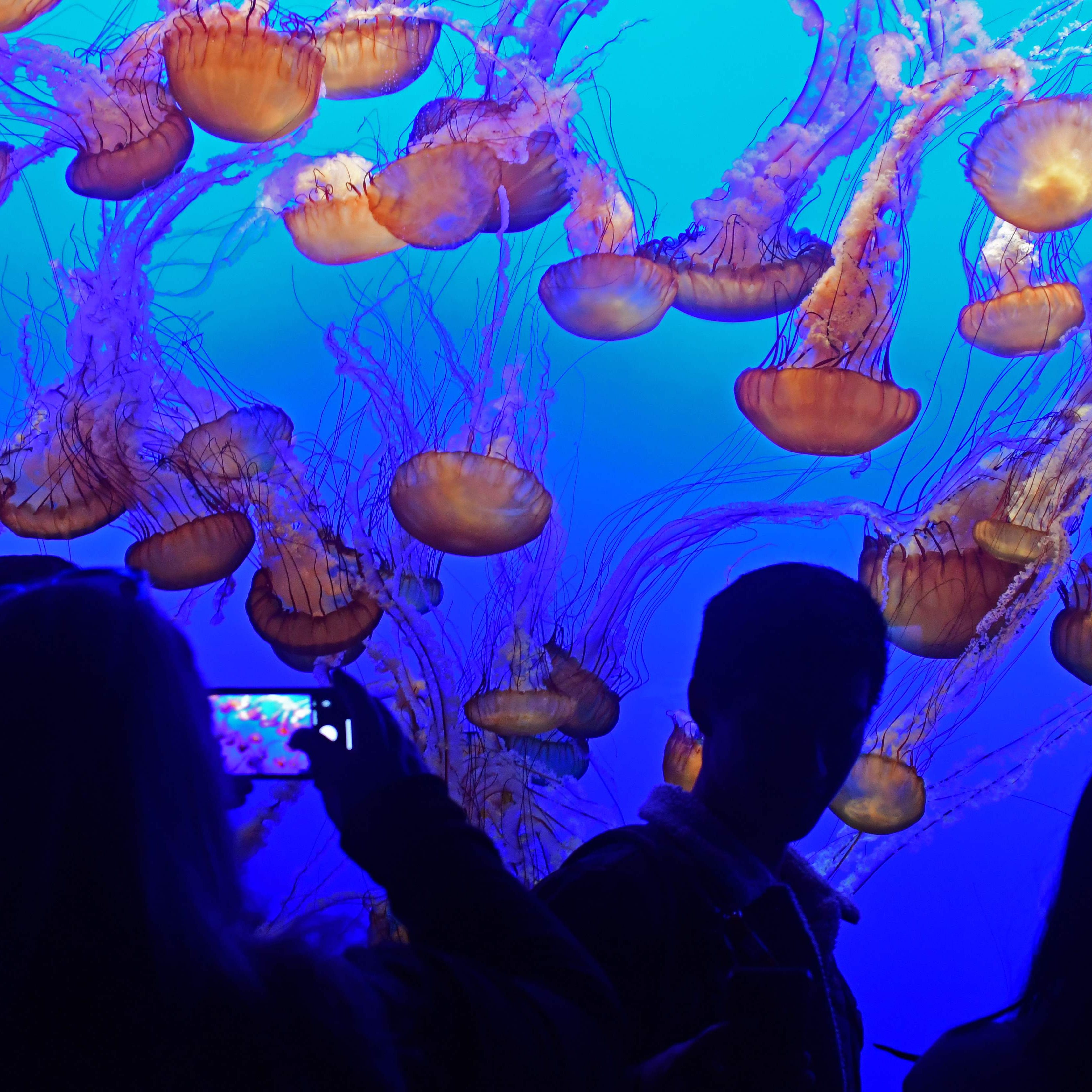 Monterey Bay Aquarium Reopens After Closing Due To Covid Pandemic
