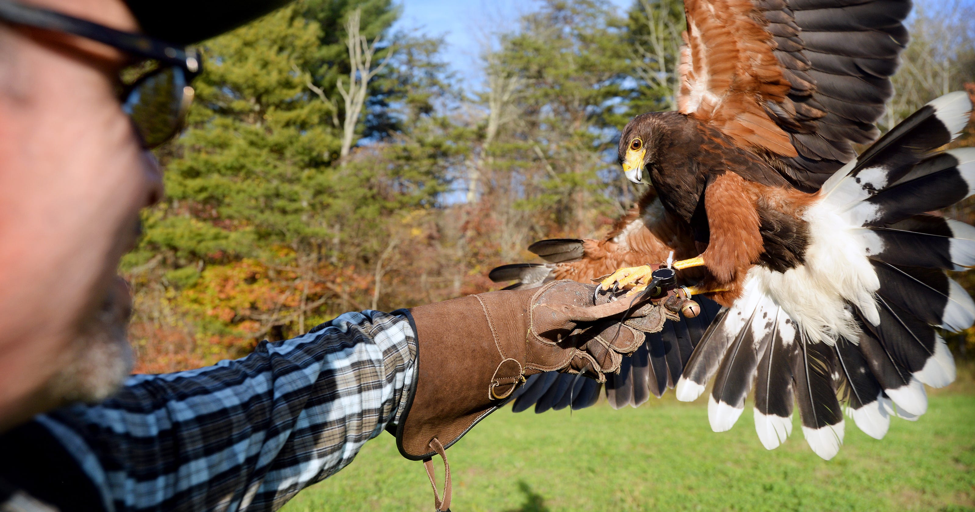 Ancient sport of falconry takes wing in mountains