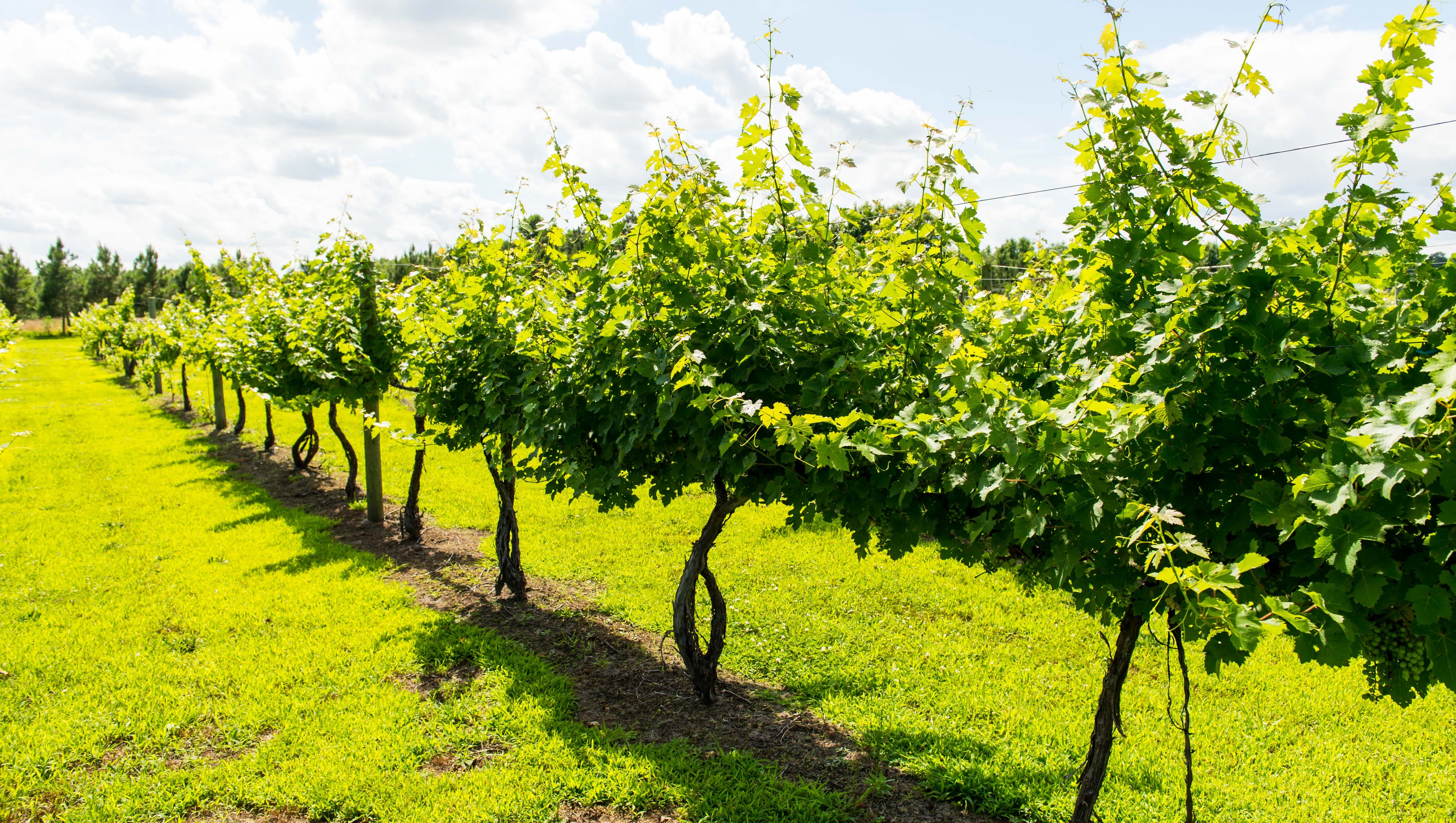 Barbecue And Wine New Bill Will Make It Possible