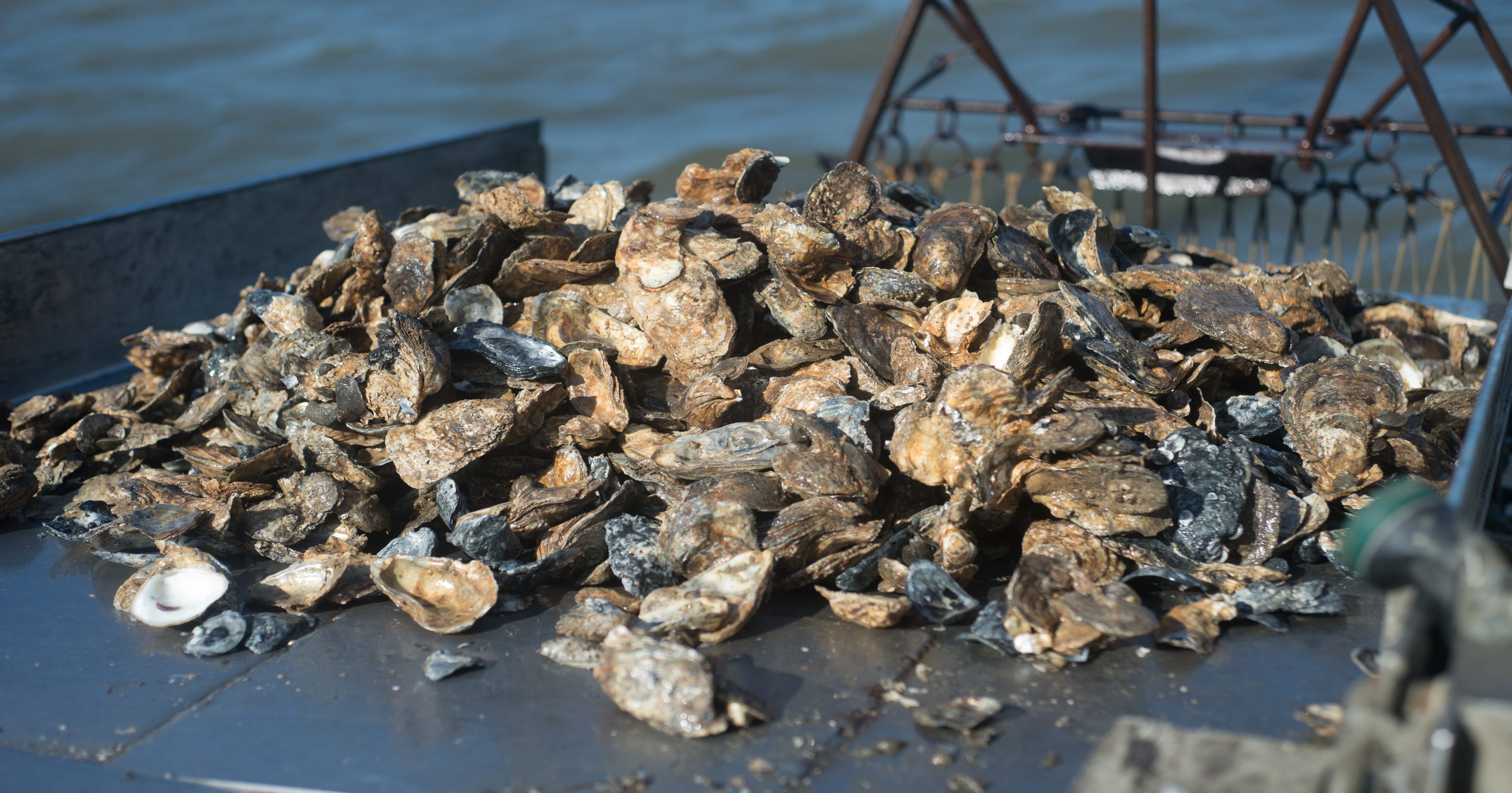 Tangier man gets jail for overharvesting oysters