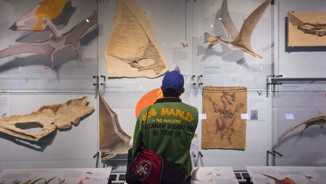 Peter Reding reads into pterosaur fossil displays at the Fort Collins Museum of Discovery Saturday, December 10, 2016. The exhibit will highlight the lives and behavior of the flightless dinosaurs until April 2.