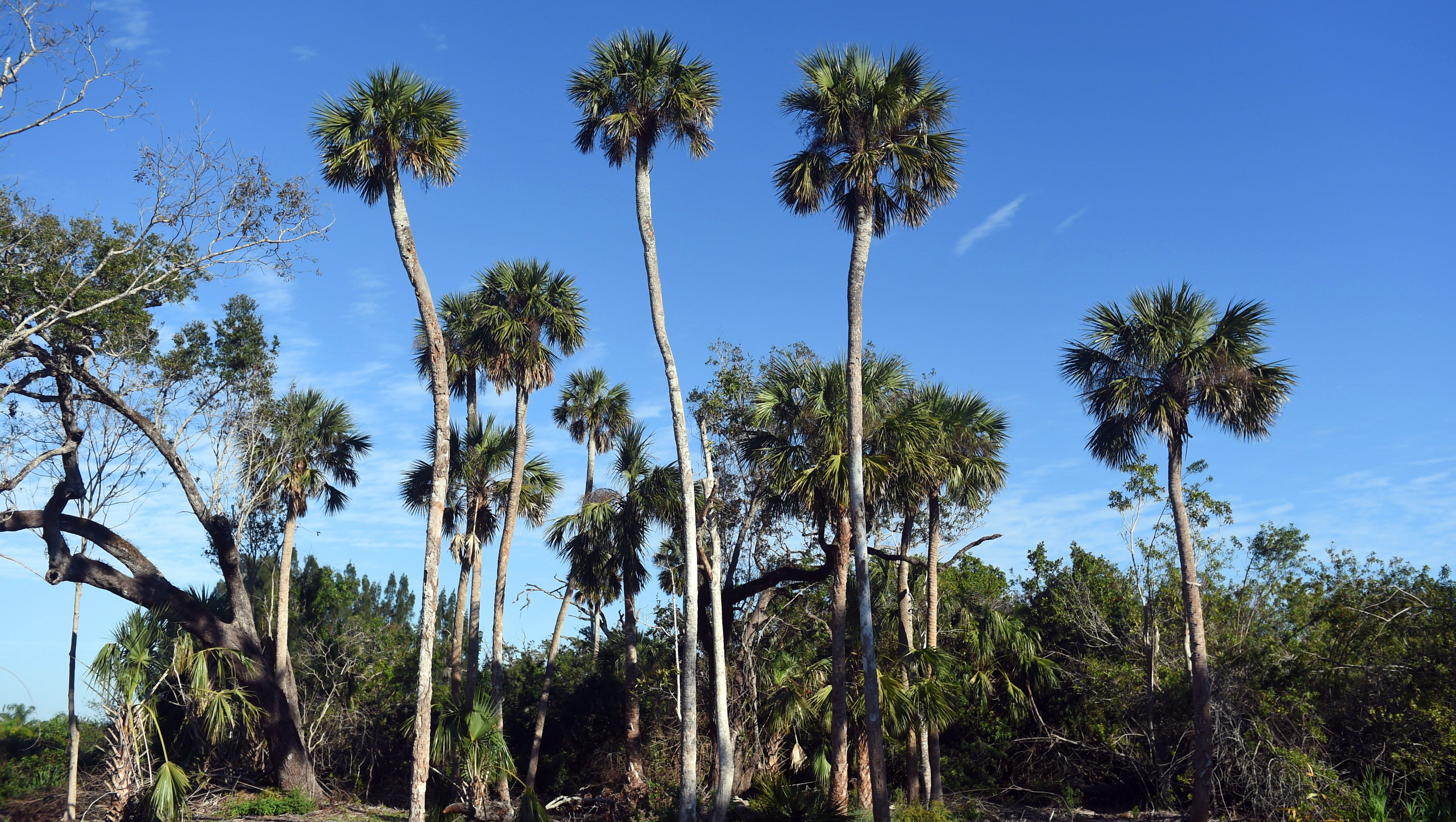 Legislature Cuts All Funds For Florida Forever Land Conservation Program