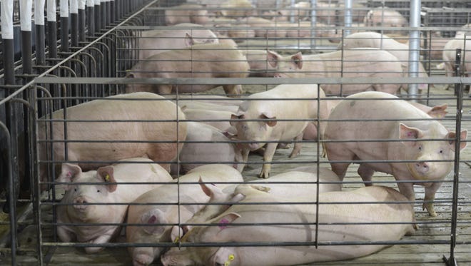 A proposed 26000-hog operation has caused a stir among Bayfield County officials who fear that millions of gallons of manure produced by the operation would find its way into nearby waterways.
C&H Hog Farm, pictured above, houses more than 6,000 sows and piglets at a time for Cargill Pork. The piglets are kept until they are weaned and taken outside Arkansas to be raised.