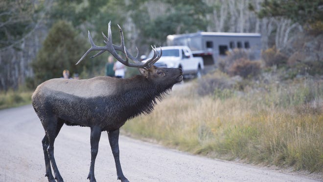 An elk bugles while crossing the road in Rocky Mountain National Park Wednesday, September 16, 2015.