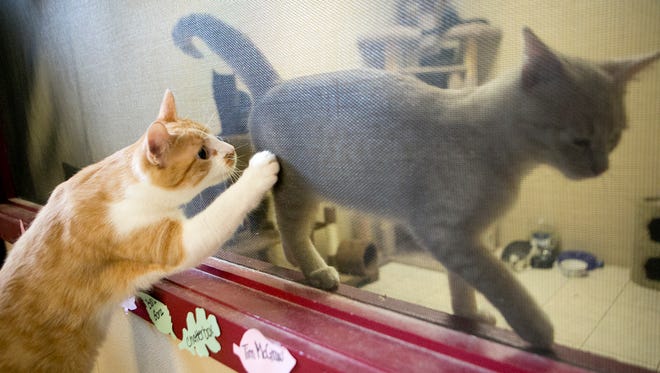 Rumples the cat paws at a kitten through a screen to the kitten room at South Wood County Humane Society on Sept. 17, 2015.