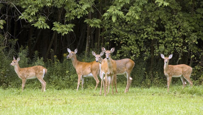 An eighth deer in the Lansing area has tested positive for chronic wasting disease.