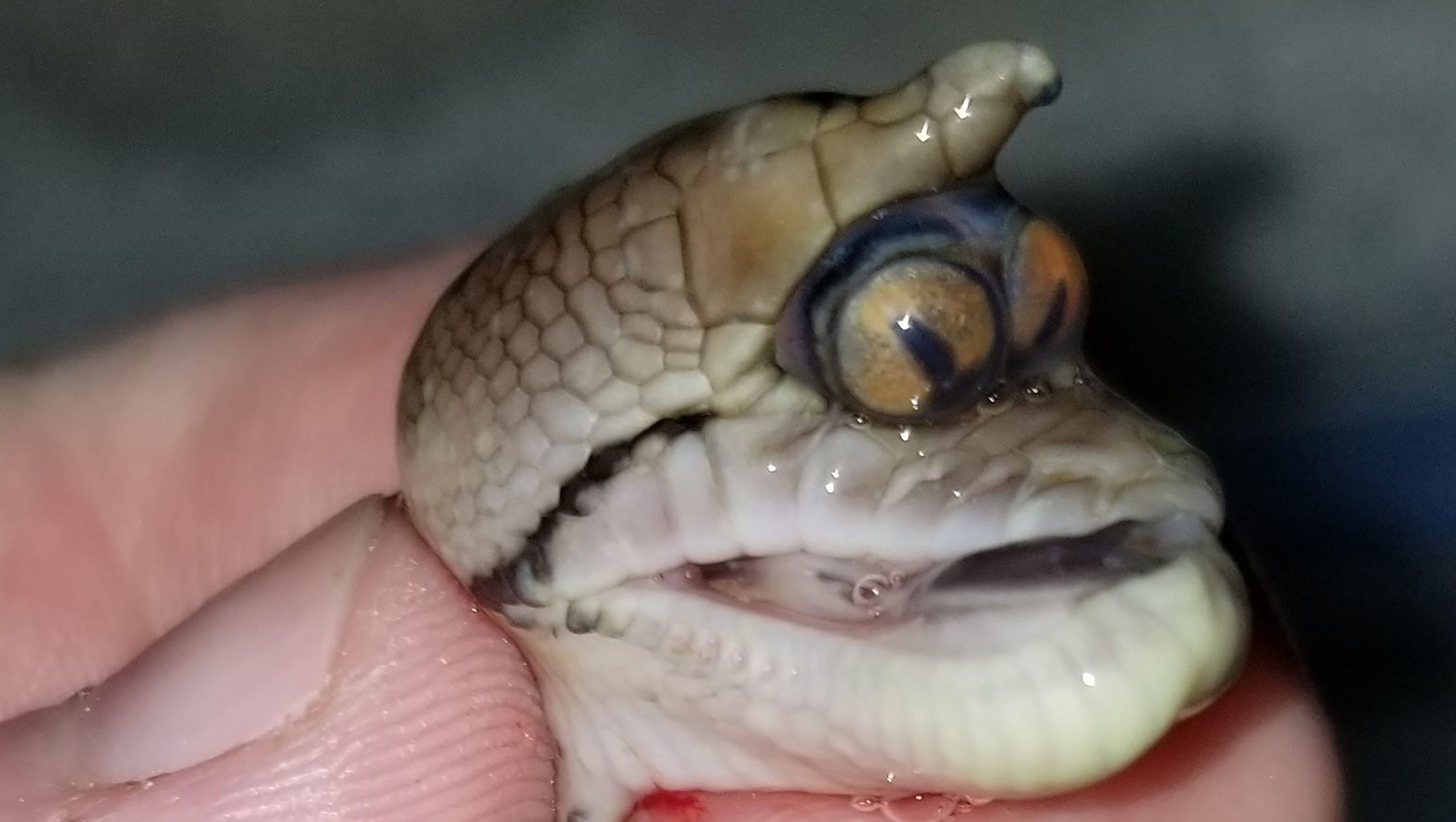 snake eye cobra