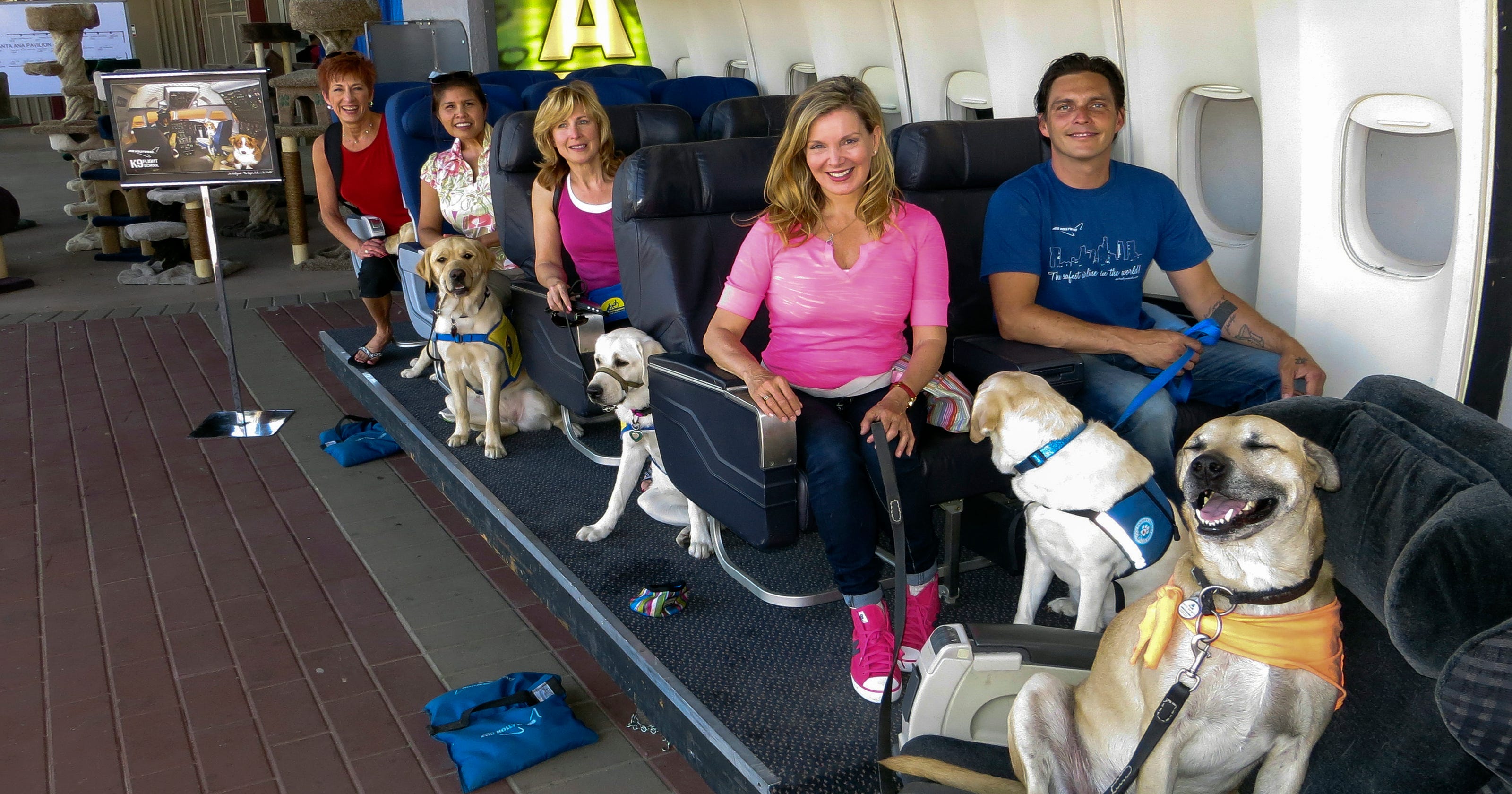 For 349 Class Will Train Your Dog For Airline Flights