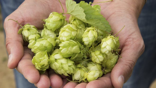 A handful of hops