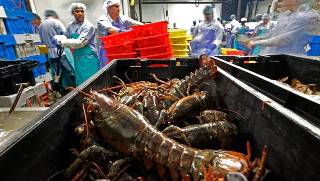 FILE - In this June 20, 2014, file photo, lobsters are processed at the Sea Hag Seafood plant in Tenants Harbor, Maine. Americas lobster industry is sending less of its catch to Canada as processing grows in New England, and the growth could have widespread ramifications for consumers who are demanding more lobster products every year. (AP Photo/Robert F. Bukaty, File)
