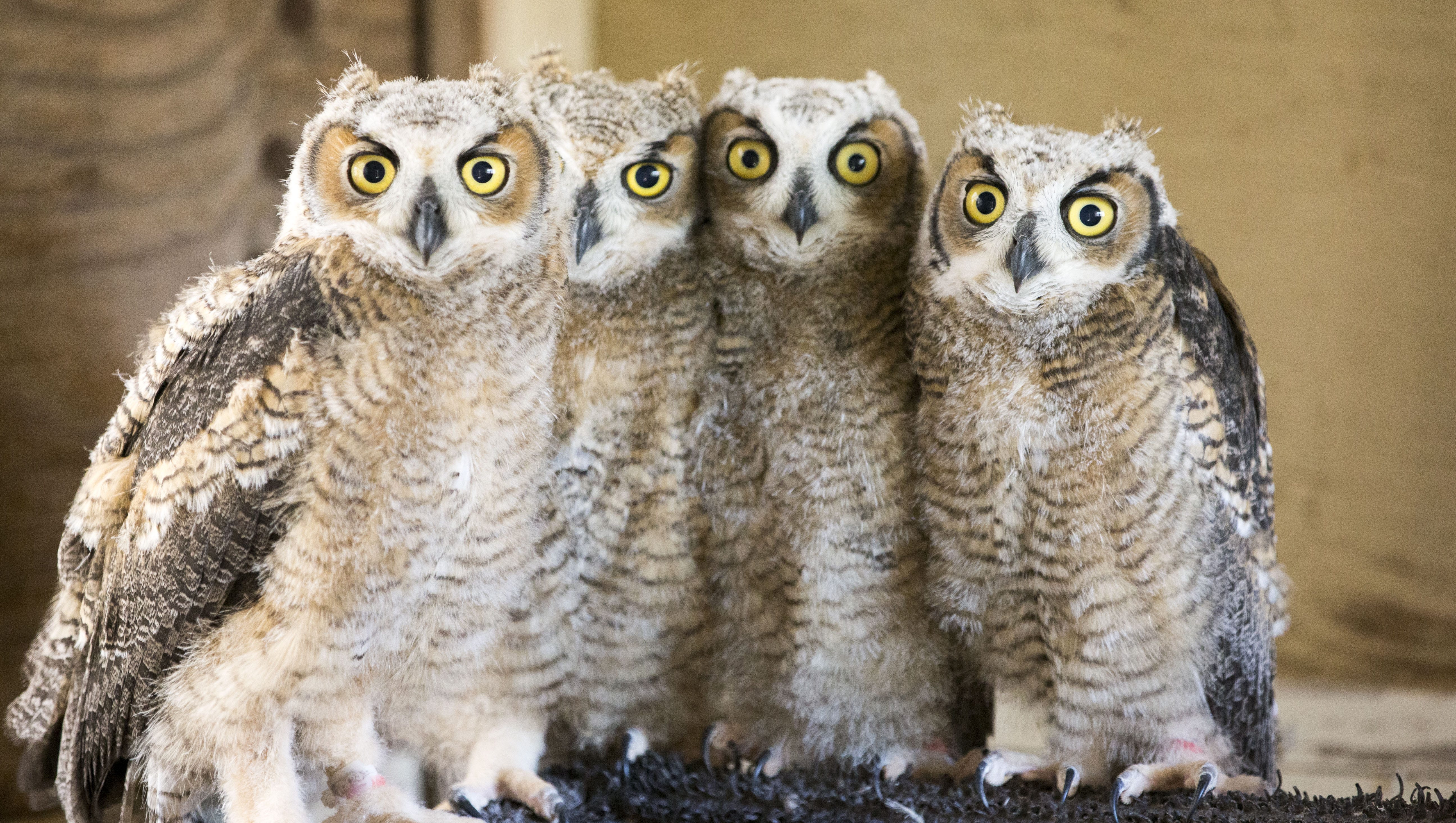 New Mom In The Wings Rescued Baby Owls Find Foster Home