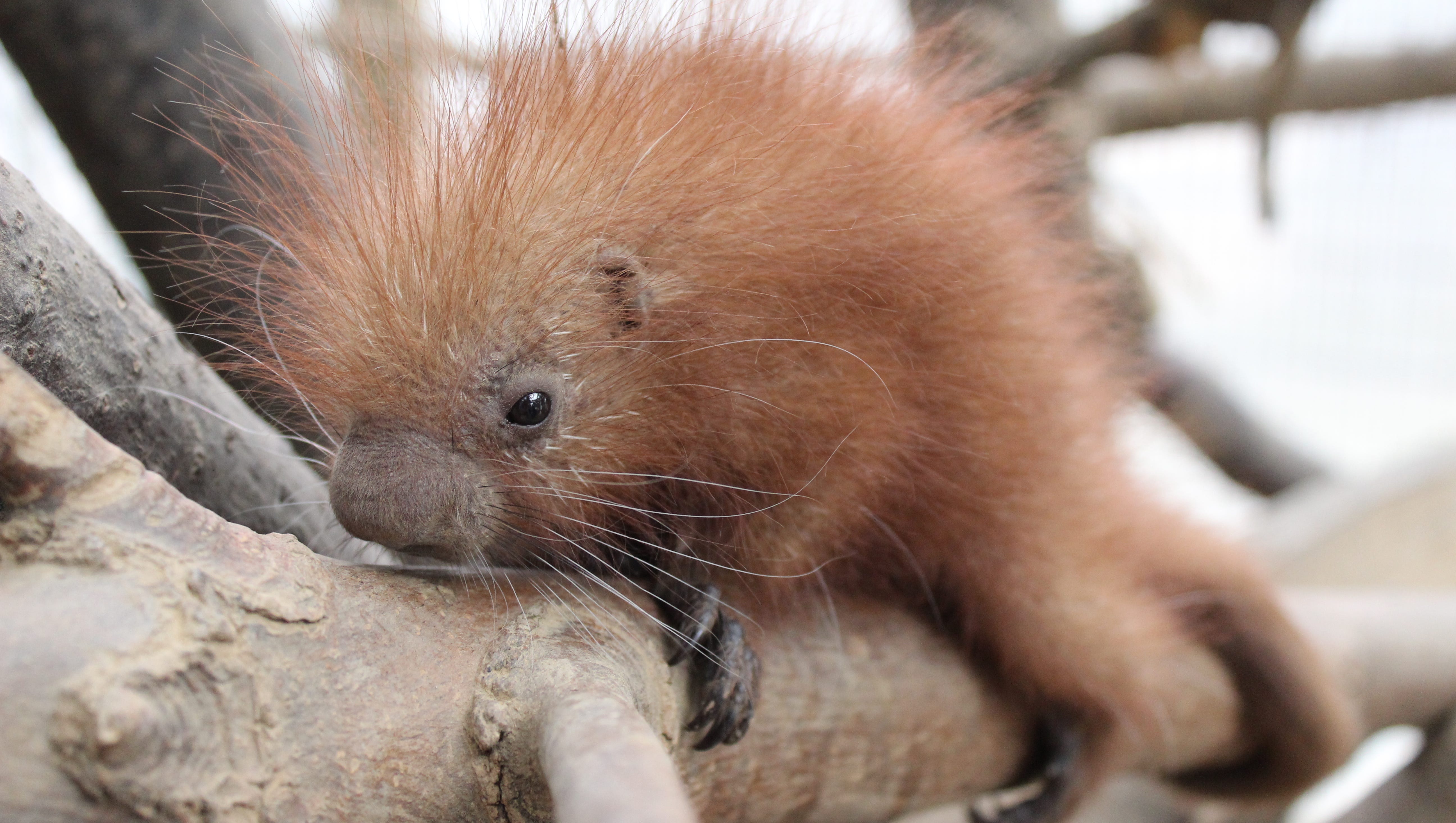 Spring 16 New Baby Animals To Find At Zoos Across The Usa