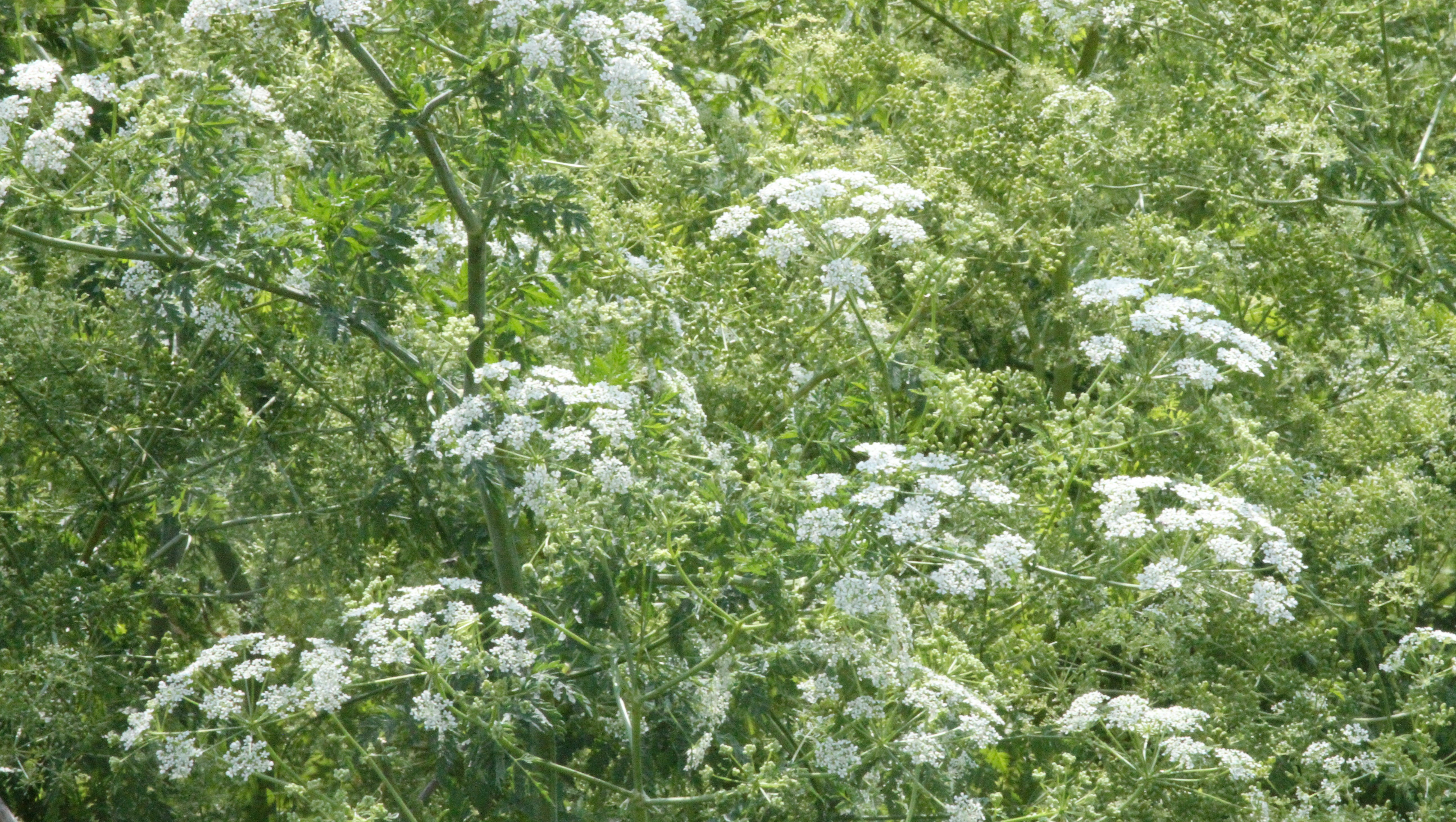 Poison Hemlock Is Here