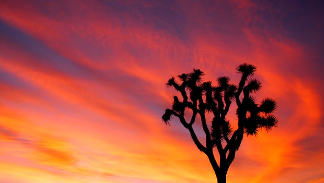 Joshua Tree Sunset_credit NPS-