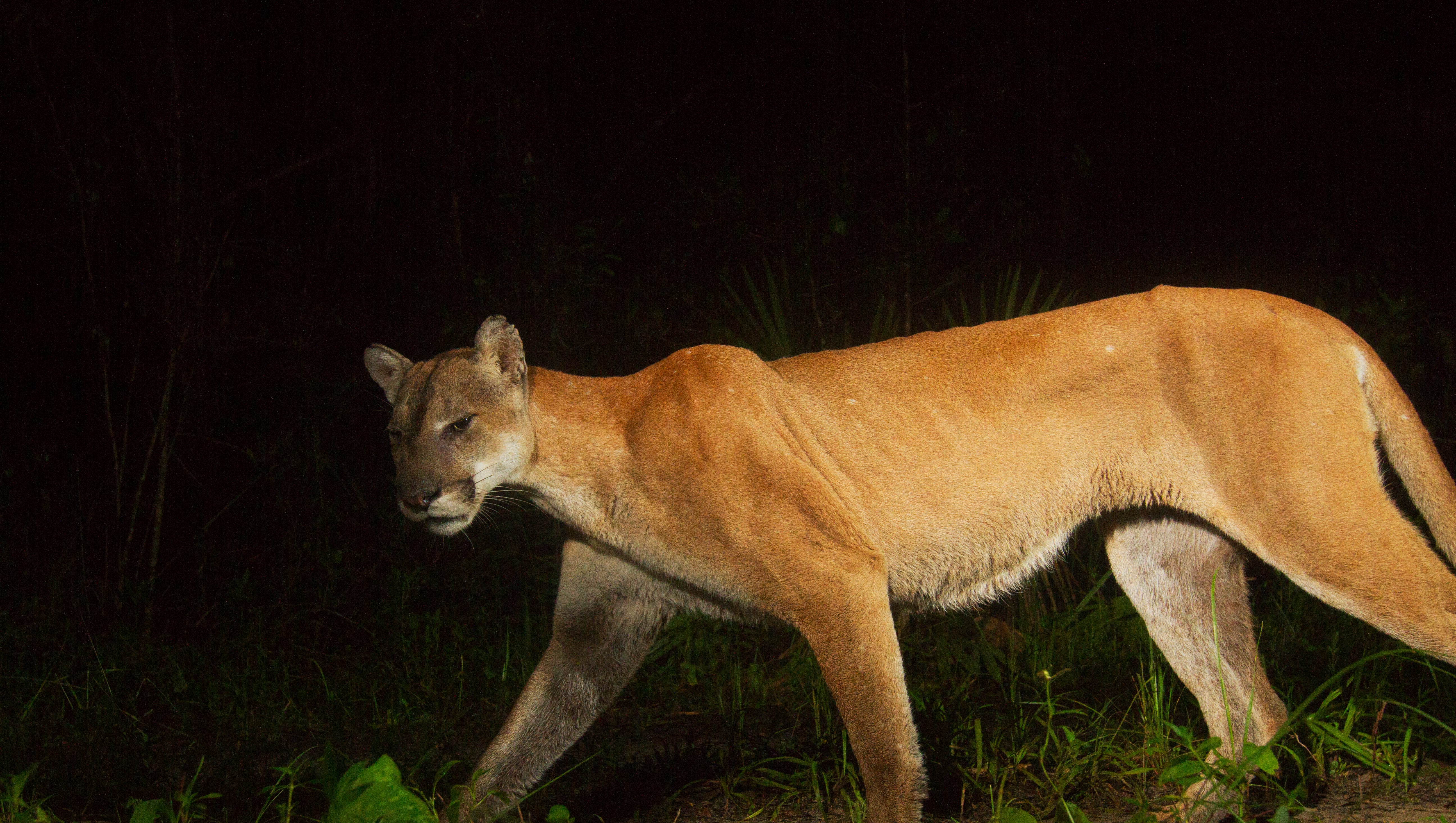 Endangered Florida Panther Faces New Pressures Critical Crossroad