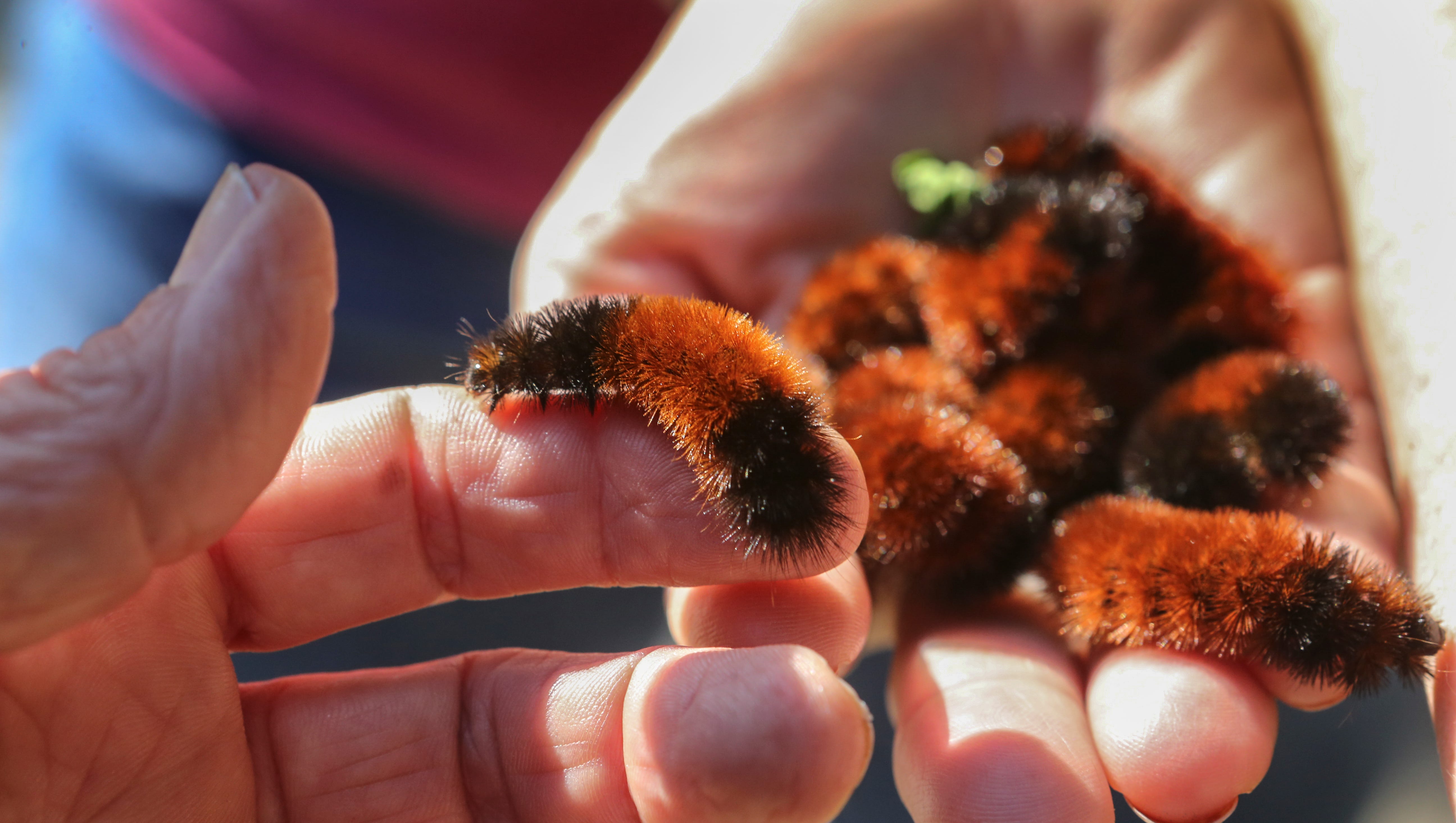 Walnuts And Woolly Worms Predicting Your Winter