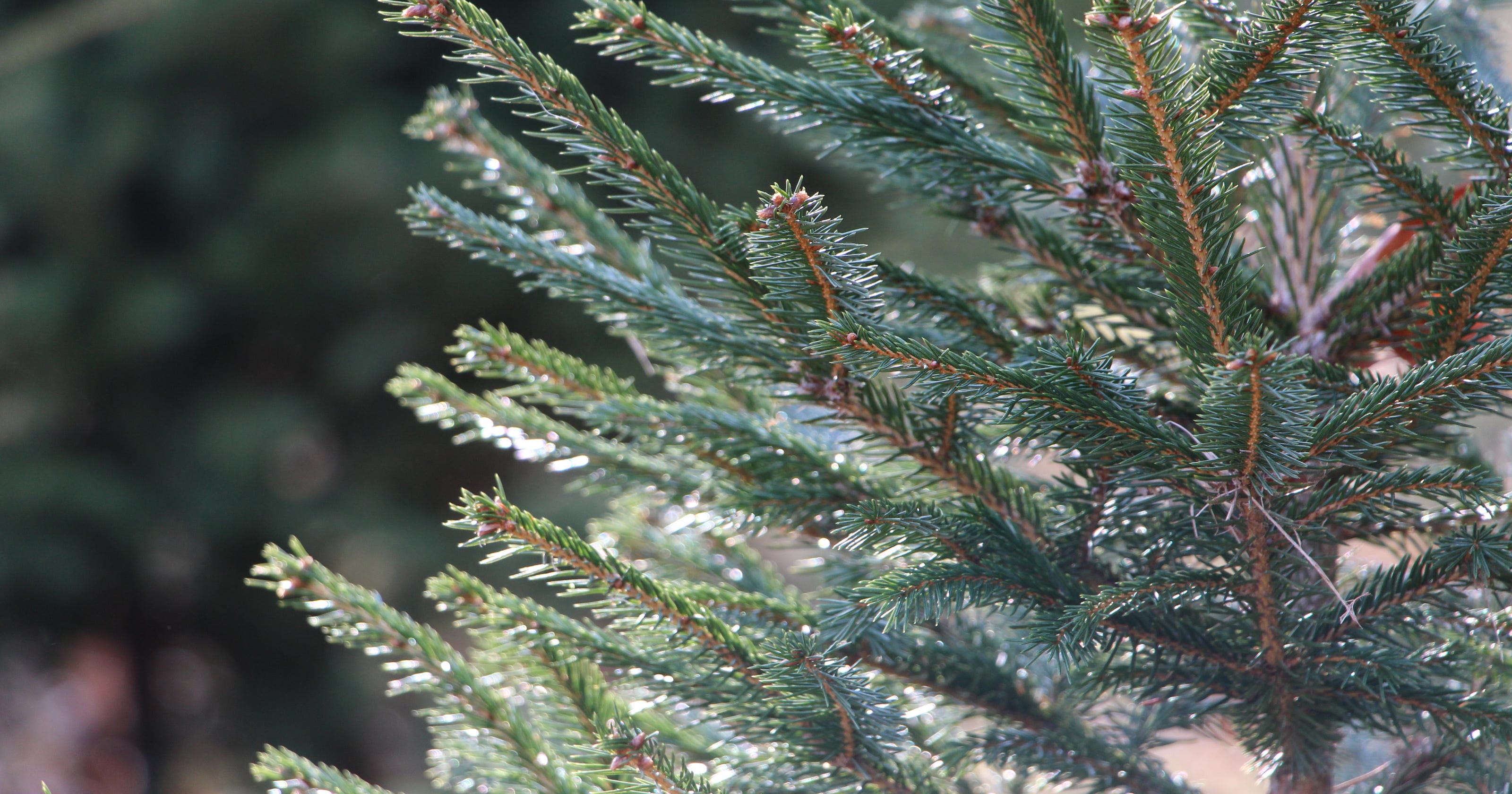 Christmas Trees Where To Cut Your Own Christmas Tree In New