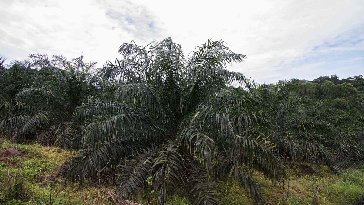 Nutella is not the only product with disputed palm oil