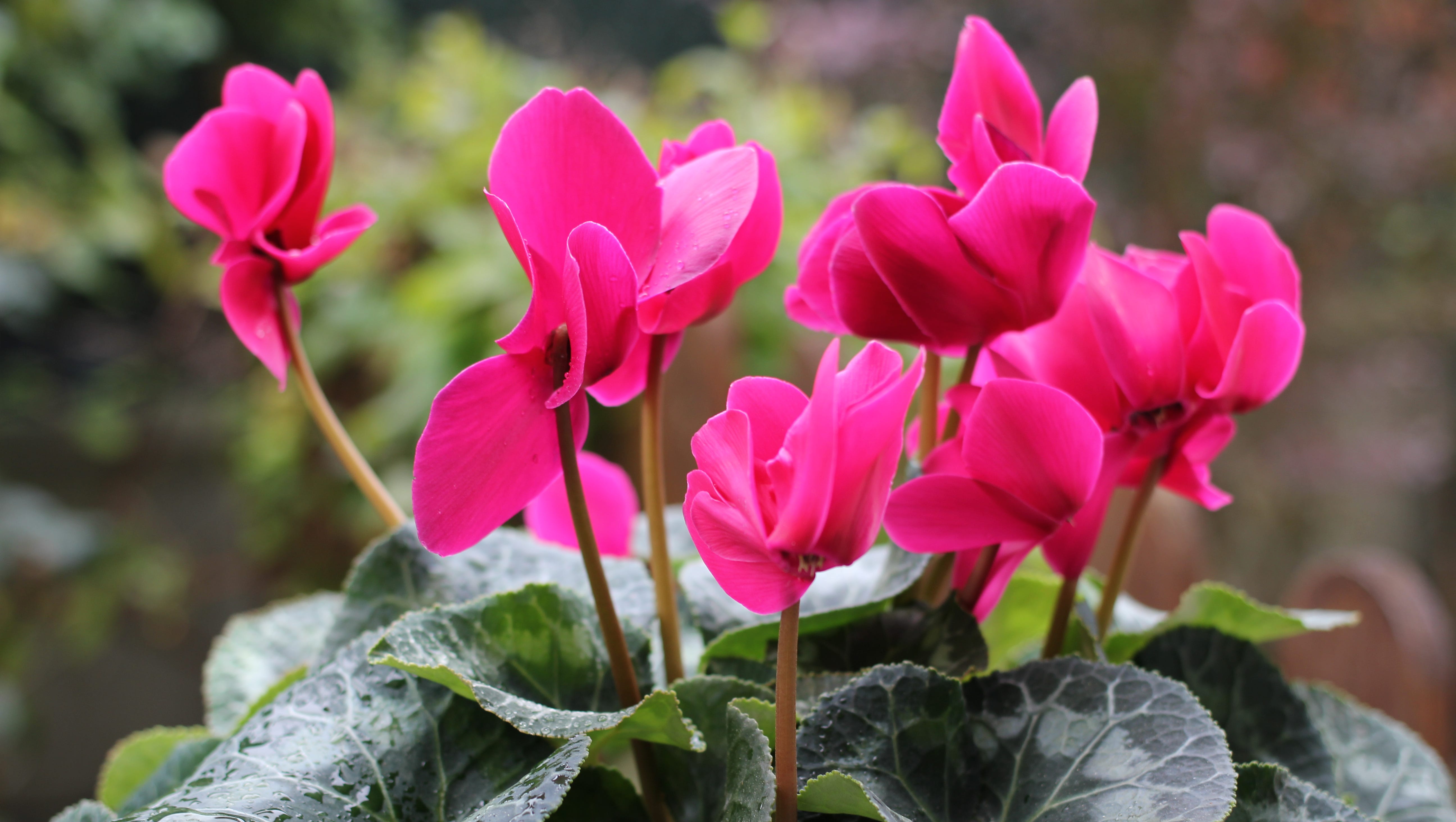 This Valentine’s Day, think heartshaped plants, leaves
