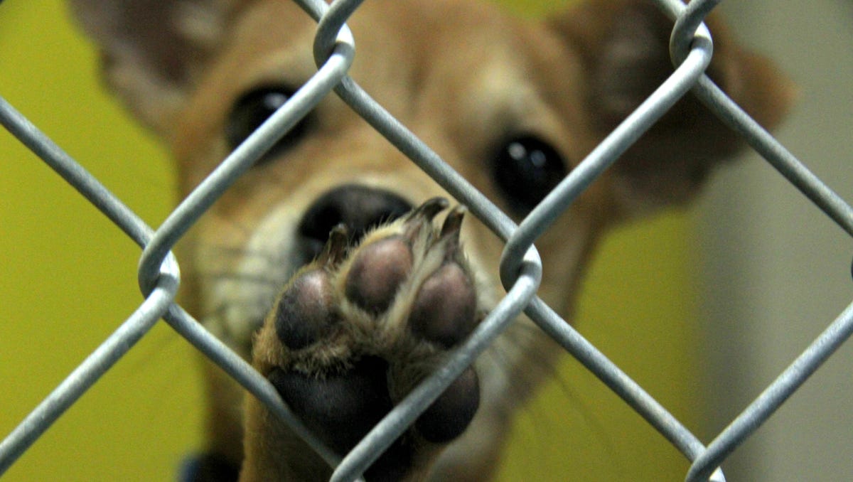 Shelter Euthanasia Impoundment Rates Down Last Year