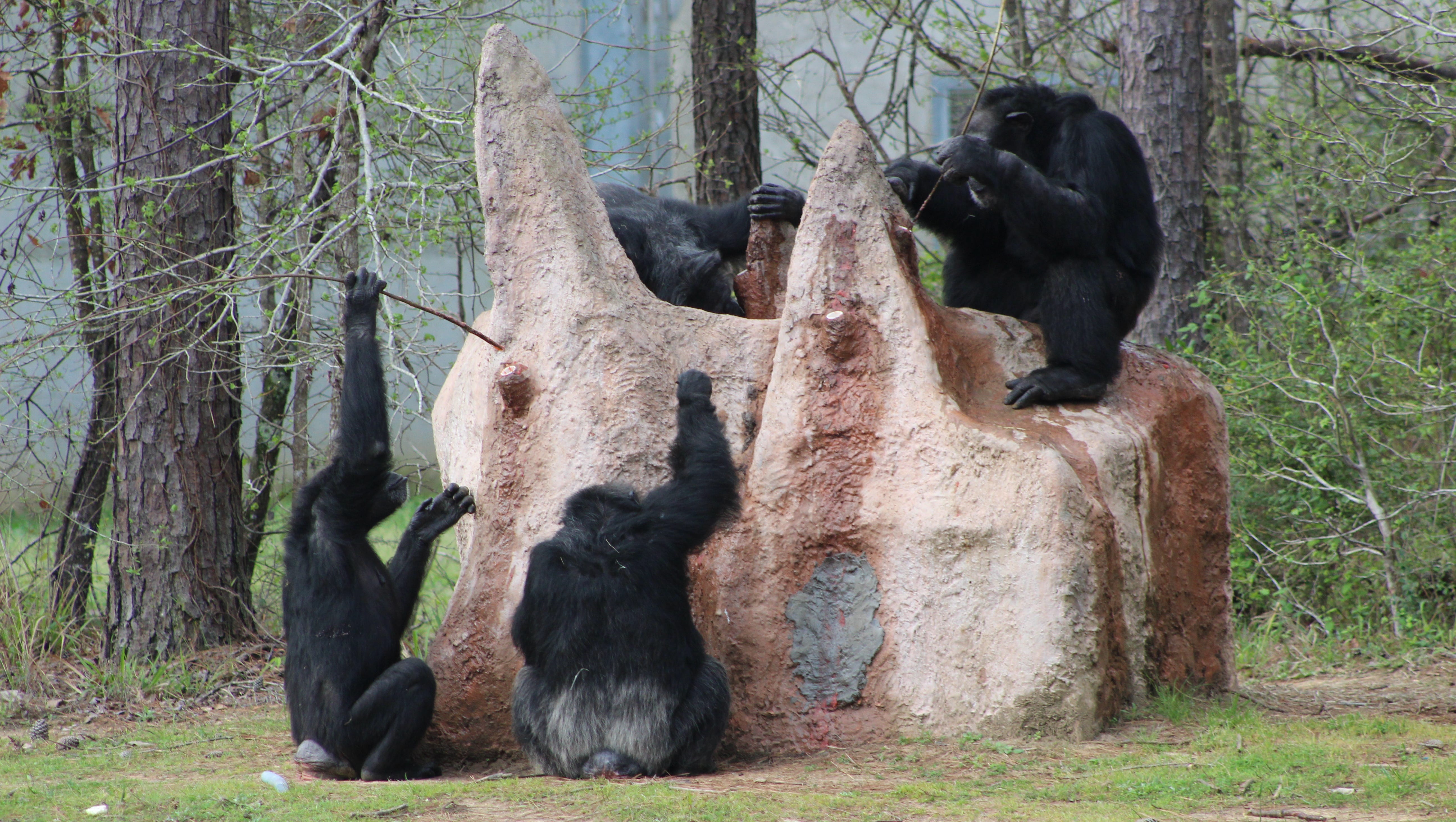 Chimp Haven now world's largest chimpanzee sanctuary
