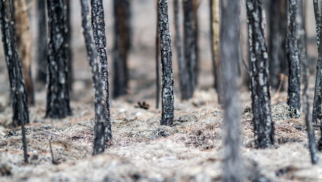 The aftermath of a forest fire with ashes and burnt trees.