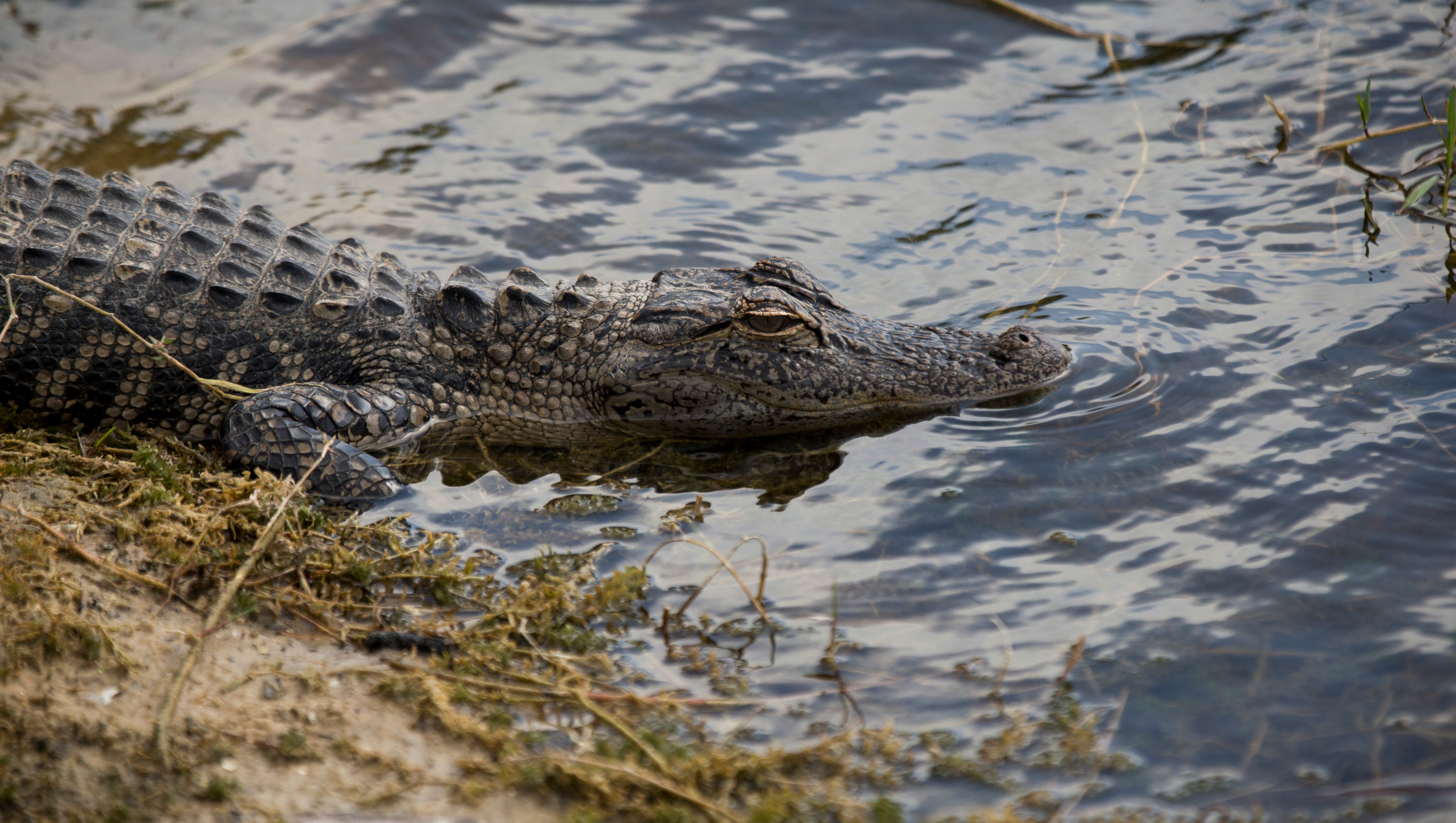 Thousands Of Nuisance Alligators Removed In Florida
