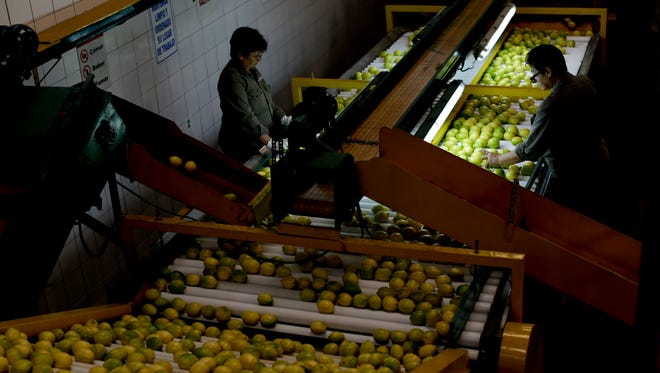 Workers select lemons at a plant in Tucuman, Argentina. The U.S. Department of Agriculture said Monday, May 1, 2017, that it will lift the ban on lemons from northwestern Argentina on May 26.