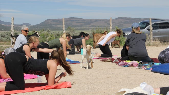 A goat moves through a yoga class at the Dust Devil Ranch Sanctuary for Horses.
