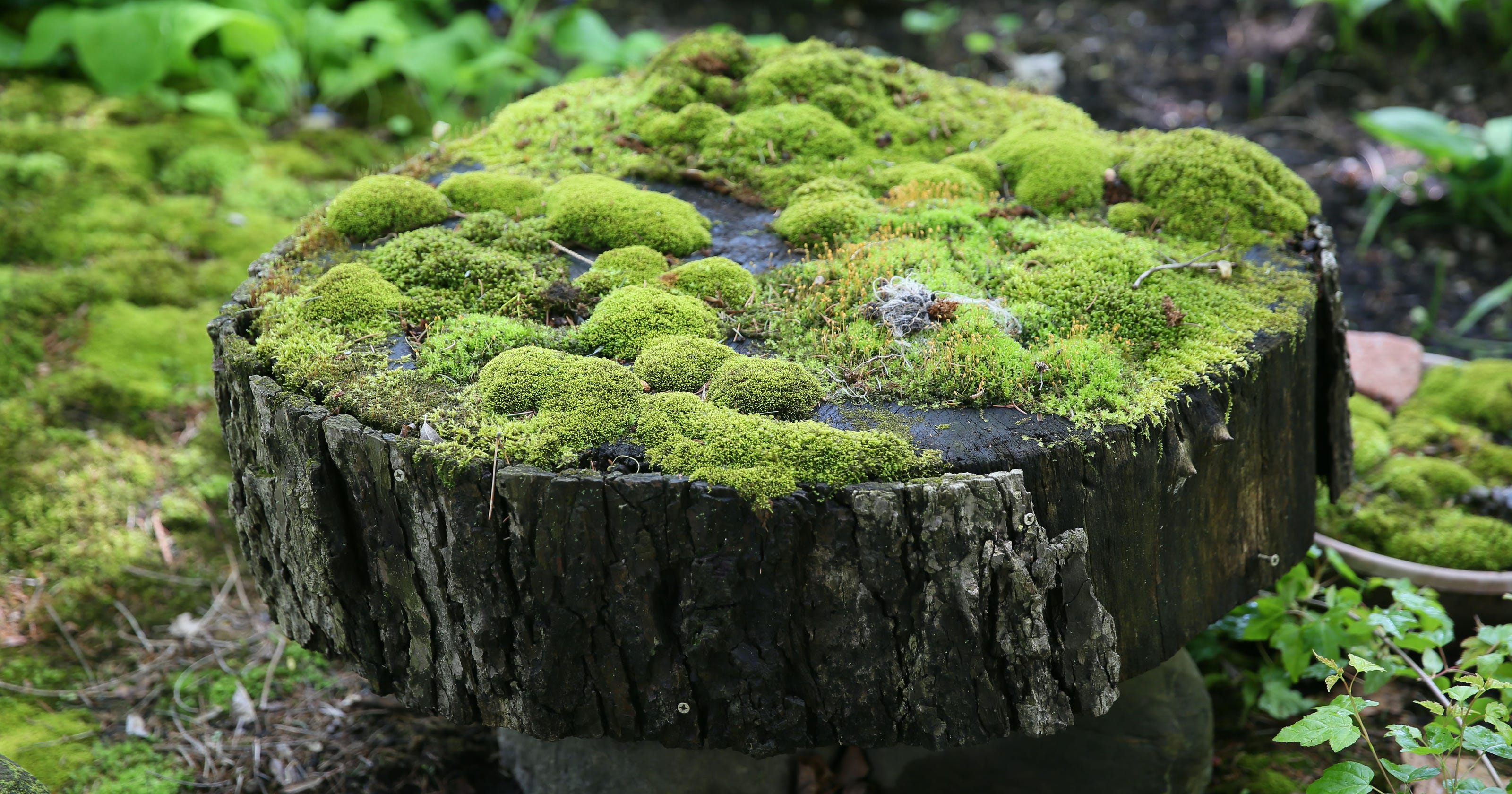 - Enhance Your Botanical Wonders: Live Moss For A Thriving And Aesthetically Pleasing Home
