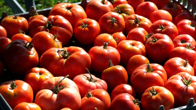 Tomatoes can be plentiful, if blight is kept at bay.