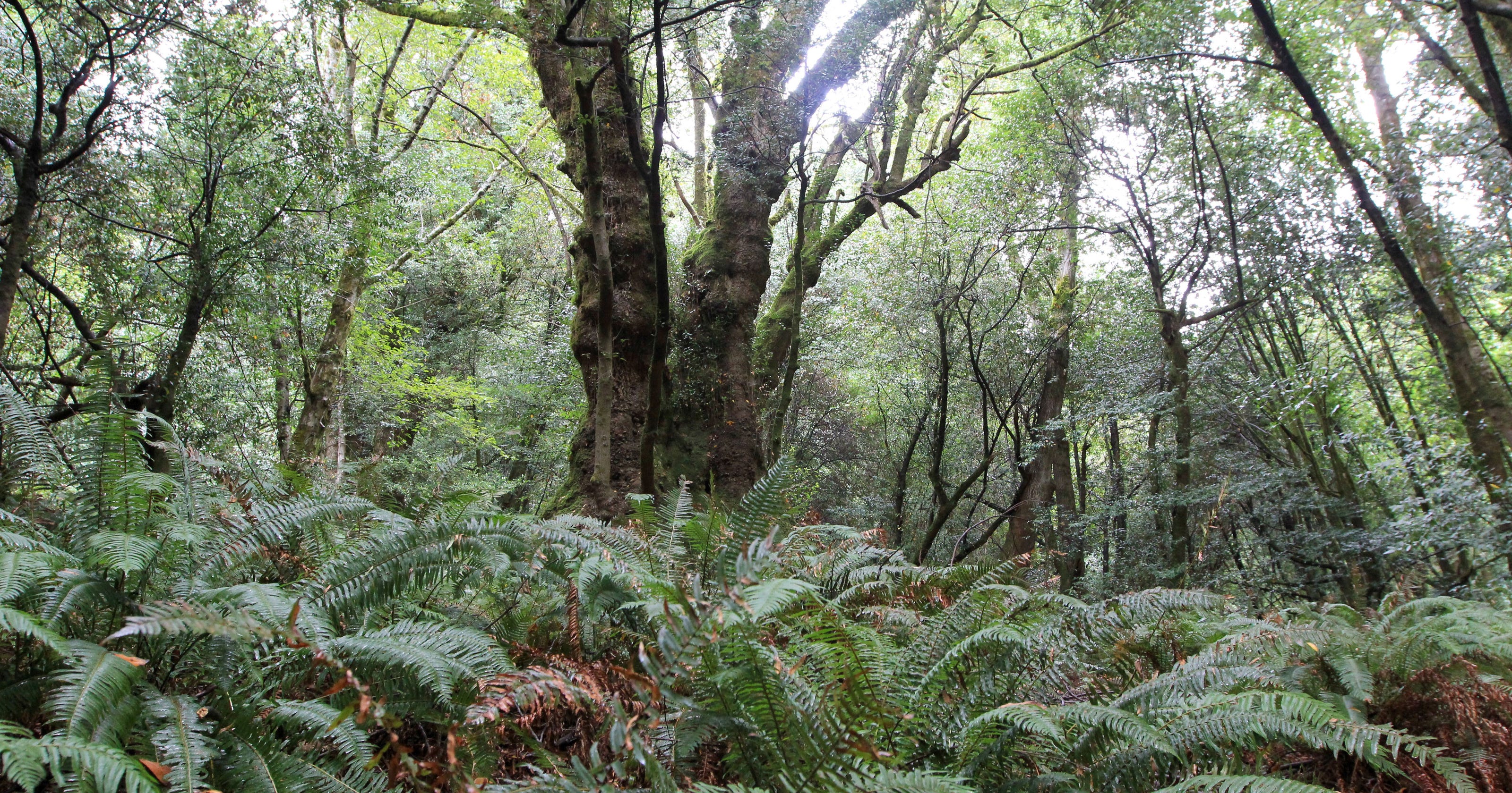 Oregon Myrtle Tree Trail Near Gold Beach Offers Epic Old