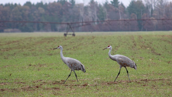 Sandhill cranes dig in the soil to feed on seed corn, and can cause crop losses up to 60 percent. Avipel® has a bad taste and a laxative effect, to deter cranes from eating the seed corn.