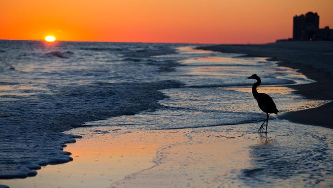 FILE - In this Nov. 19, 2014, file photo, a blue heron walks along the beach at sunset in Orange Beach, Ala. The second annual National Plan for Vacation Day is Jan. 30. The travel industry hopes Americans will use the day to schedule their vacations for the year and take advantage of any paid time off they are entitled to from their jobs. (AP Photo/Brynn Anderson, File)