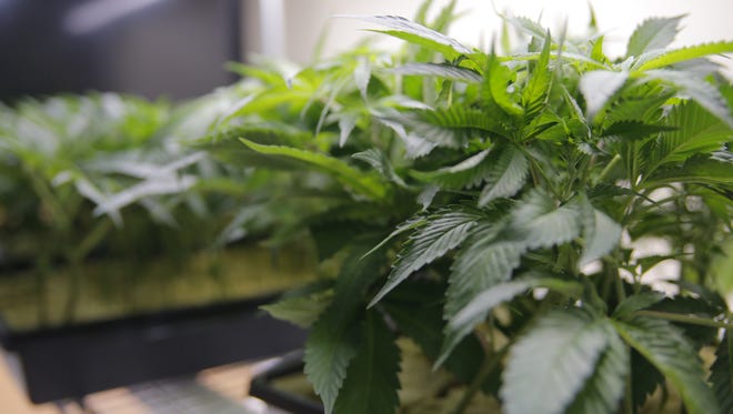 FILE PHOTO: Marijuana plants for sale in Salinas' first cannabis dispensary.