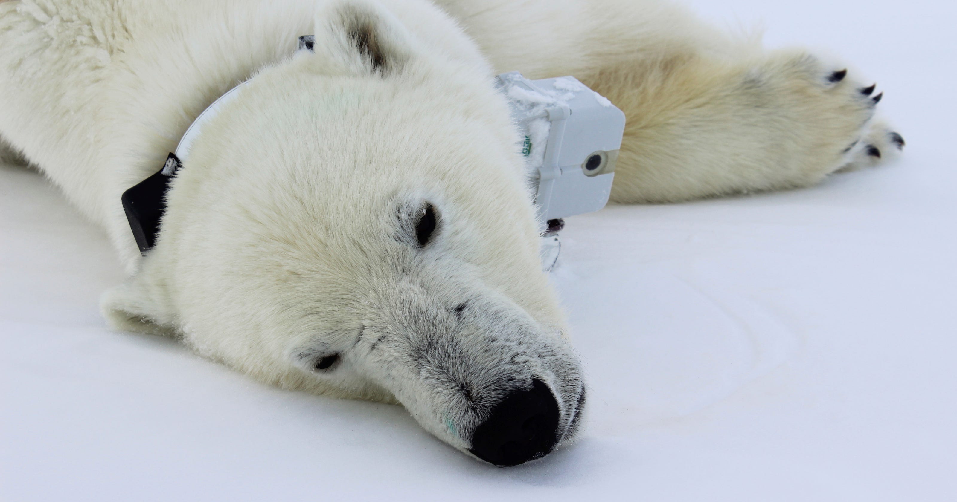 Why polar bears in the icy Arctic are losing weight
