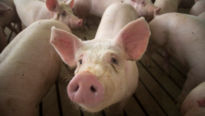 2400 Pigs fill a concentrated animal feeding operation near Elma, Iowa Wednesday, Feb. 21, 2018.