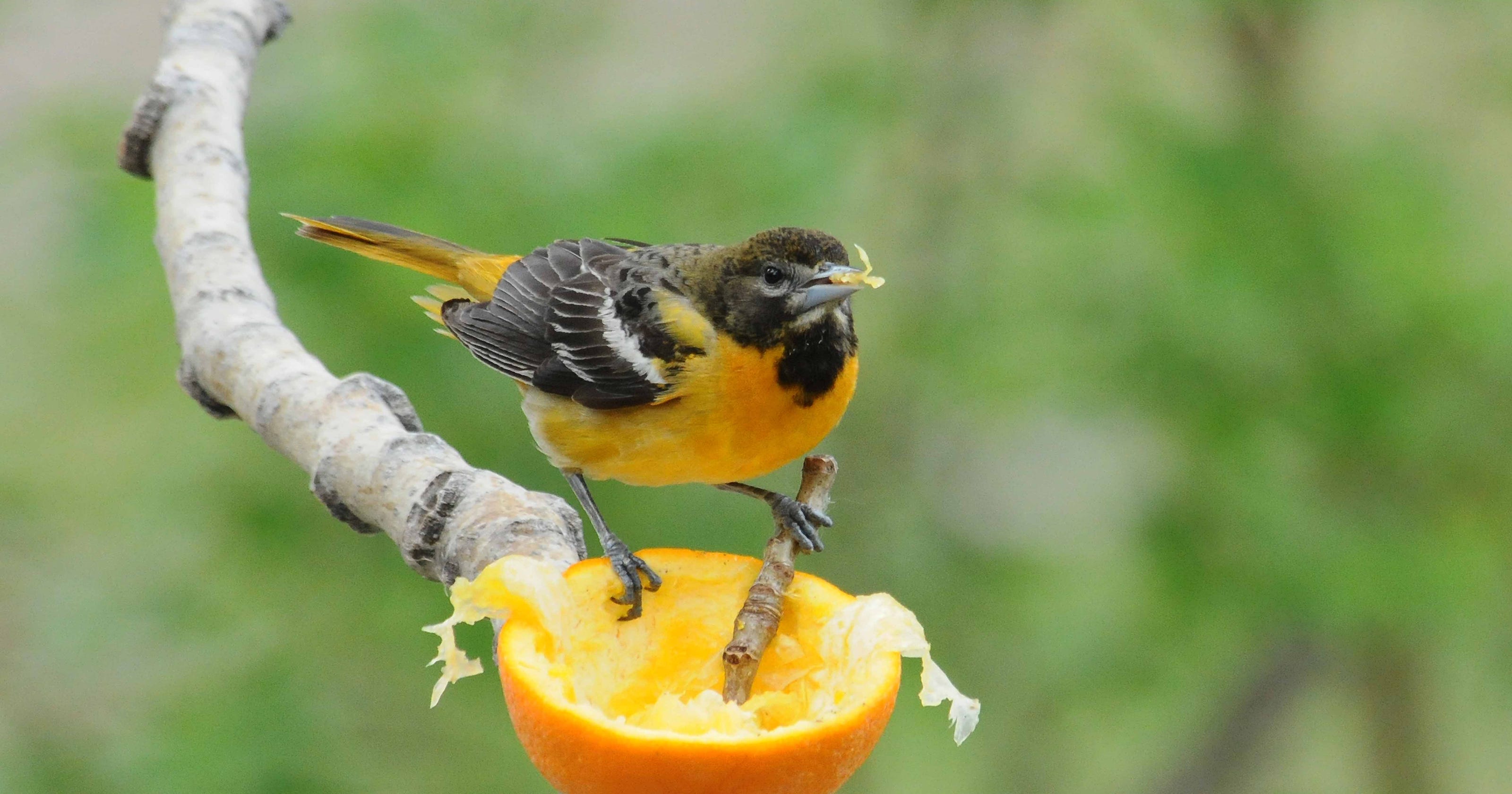 For The Birds Why Are We Seeing Orioles At Hummingbird Feeders